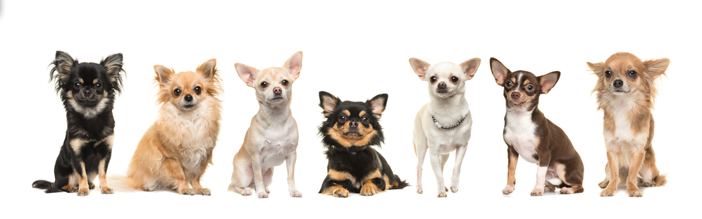7 Chihuahua Types , Learn The Difference