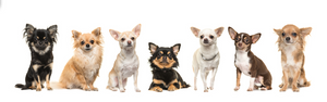 7 Chihuahua Types , Learn The Difference