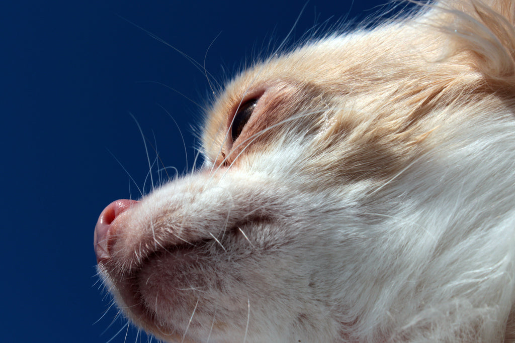 Things To Know Before Buying A Chihuahua